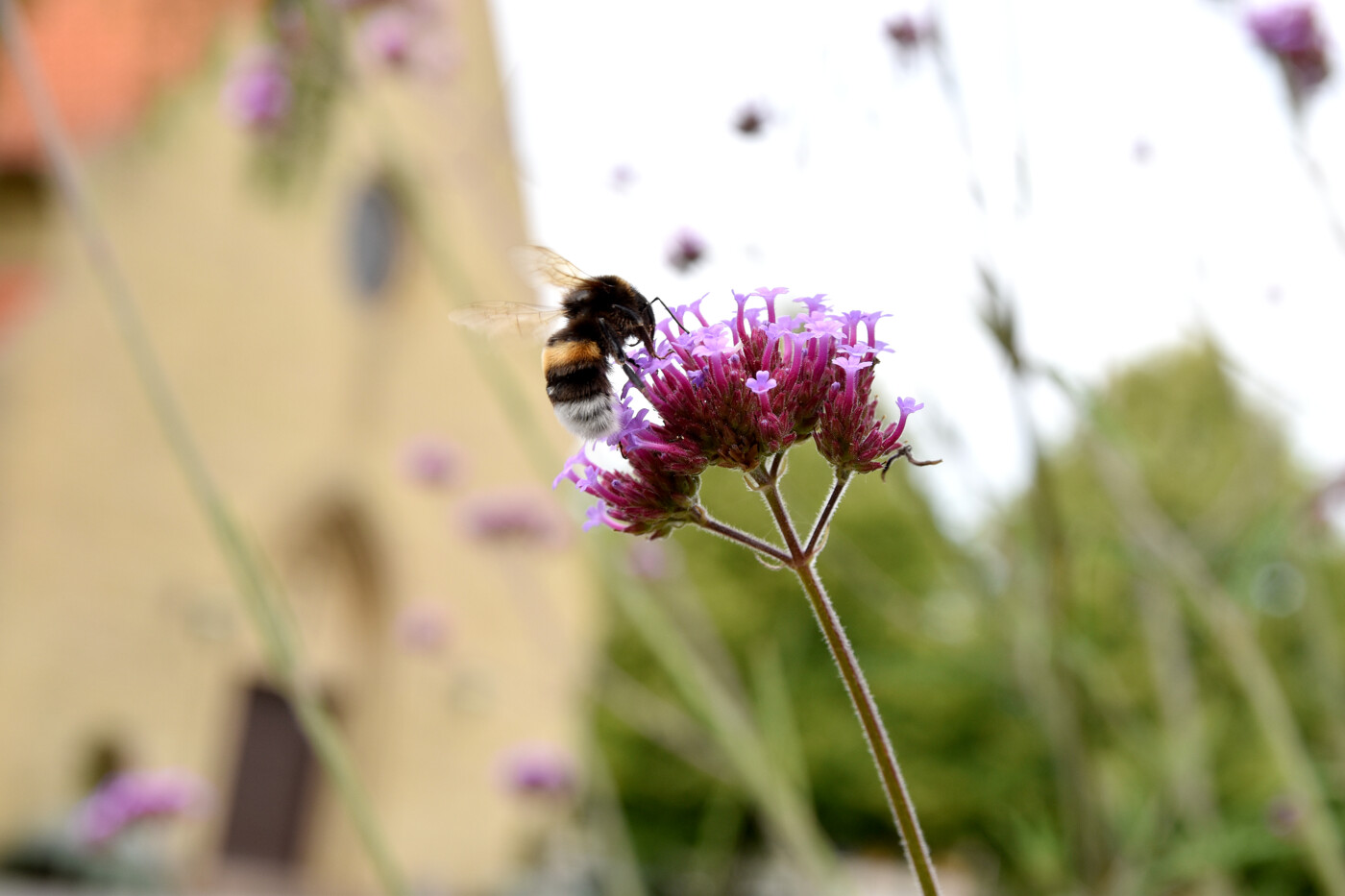 20220905 Vestre Kirkegård i Herning - insekter