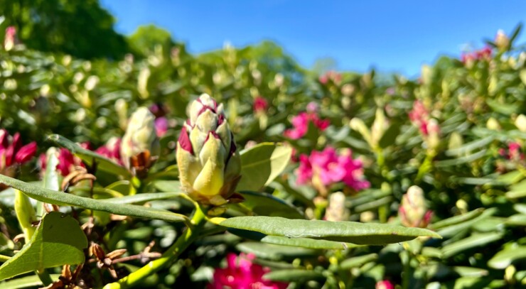 Rhodedendron der blomstrer