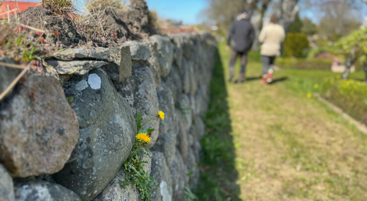 Dette billede viser et kirkedige med små blomster, der vokser ud af den. En mælkebøtte med lyse gule kronblade er tydeligt synlig mod de grå sten. Muren består af forskellige former og størrelser af sten, hvilket giver den et rustikt udseende. I baggrunden går to personer væk fra kameraet langs en græssti. Himlen er klar og blå, hvilket indikerer en solrig dag med godt vejr. 