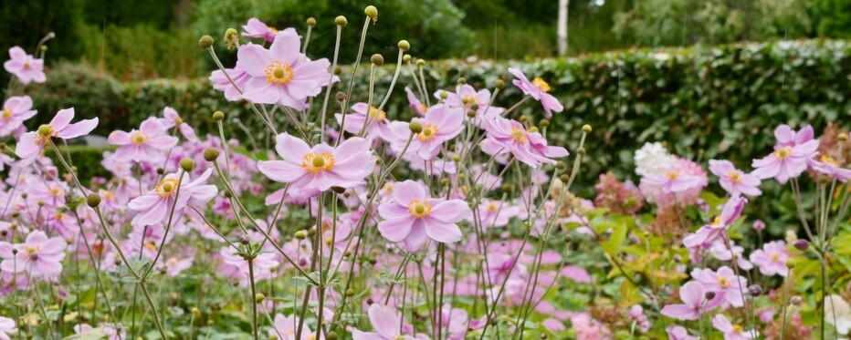 Billedet viser en smuk have fyldt med blomstrende lyserøde blomster, der har gule centre. Blomsterne er høje og slanke, og deres stængler og knopper er synlige mellem blomsterne. I baggrunden er der en variation af grønne planter, herunder buske og andre typer planter, der skaber et mangfoldigt og frodigt landskab. Atmosfæren er rolig og naturlig, og det indbyder til skønhed og harmoni.